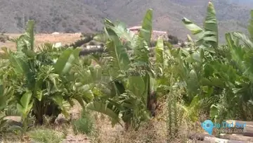 27176m2 Plot for Sale in Estepona-87859