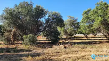 14423m2 Plot for Sale in San Pedro de Alcántara