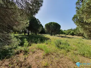 11528m2 Plot for Sale in Sotogrande-43517