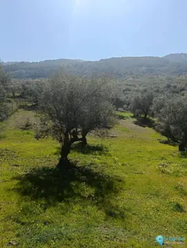 6700m2 Plot for Sale in Monda-59016