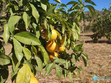12187m2 Plot for Sale in Casarabonela-59270