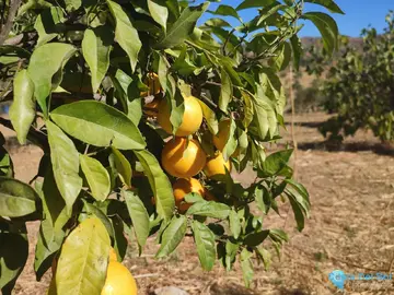 12187m2 Plot for Sale in Casarabonela-59271