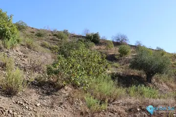 47500m2 Plot for Sale in Alora-60941
