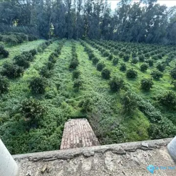 5 bedroom House for Sale in San Martín de Tesorillo-66413