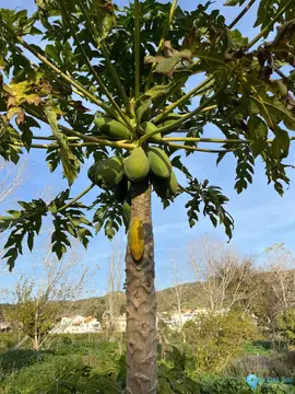 17127m2 Plot for Sale in Campanillas-105409