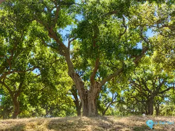 2096m2 Plot for Sale in San Roque Club-105652