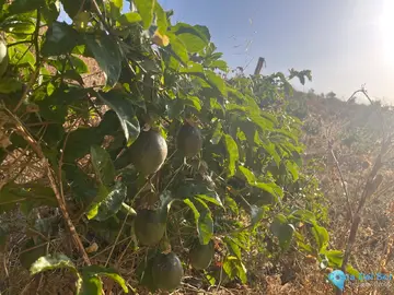 18206m2 Plot for Sale in Alhaurín el Grande-106066