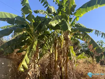 18206m2 Plot for Sale in Alhaurín el Grande-106067